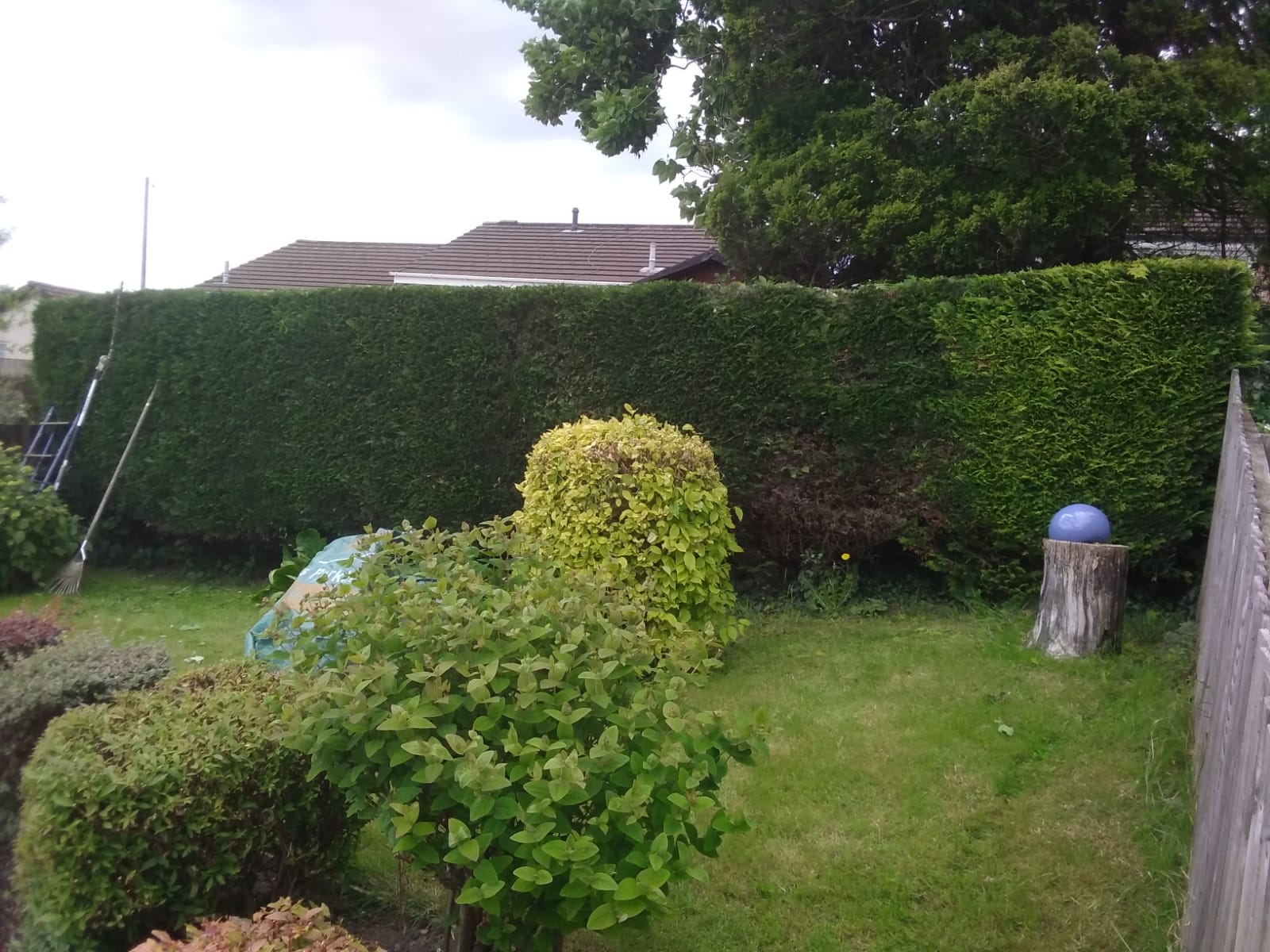 Established back garden with shaped hedge, lawn and shrubs