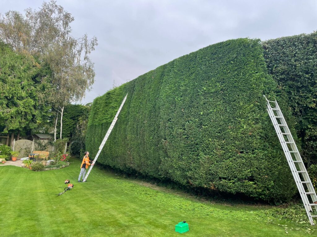 Able Tree And Landscapes team member trimming a tall hedge with ladders