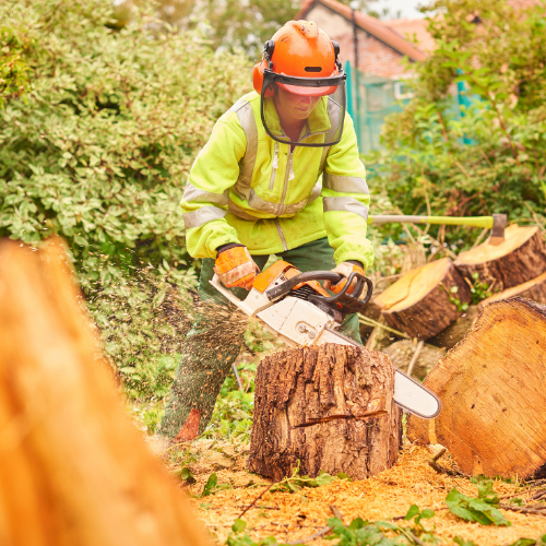 Able Tree And Landscapes tree surgeon using a chainsaw on a felled trunk